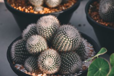 Close-up of succulent plant