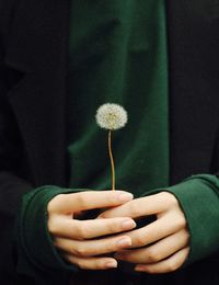 Close-up of hand holding dandelion flower