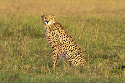 Portrait of cheetah sitting on grass