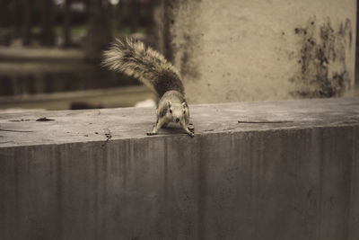 Close-up of squirrel on wall