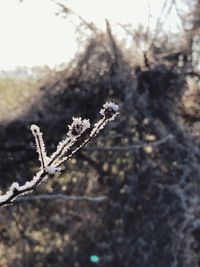 Close-up of frozen plant