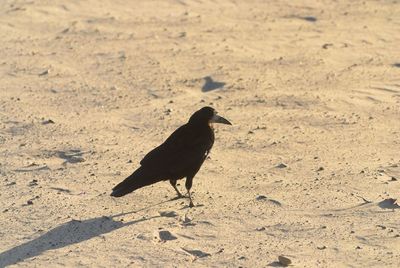 Bird on sand