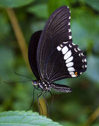 Close-up of butterfly pollinating flower