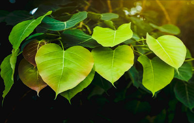 Close-up of green leaves on plant