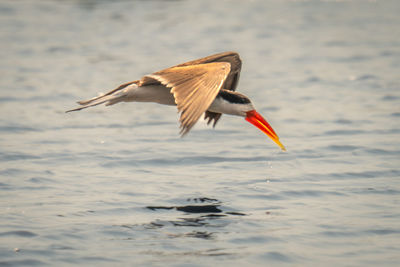 Bird flying over sea