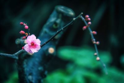 Close-up of pink flowers