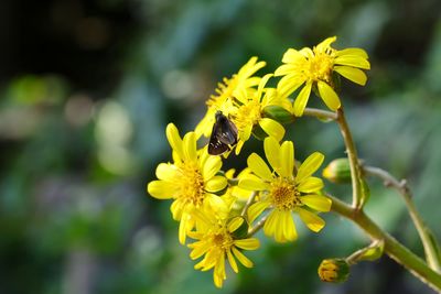 Close-up of bee pollinating on yellow flower