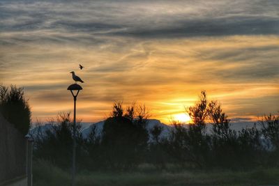 Silhouette trees on field against sky during sunset