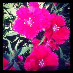 Close-up of pink flower