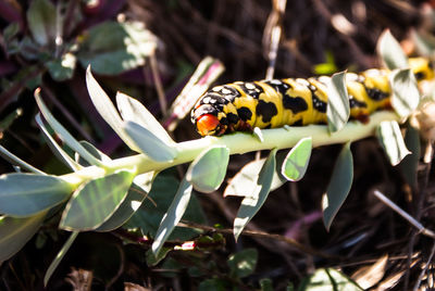 Close-up of insect on plant
