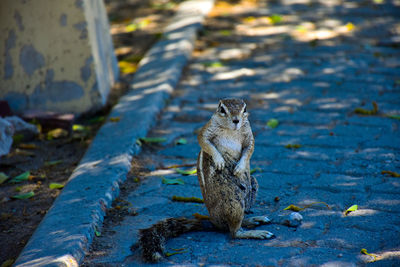High angle view of squirrel sitting on wood