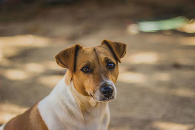 Close-up portrait of dog looking away