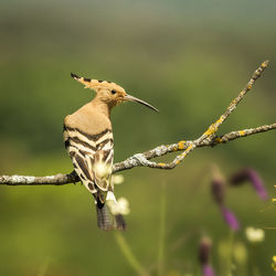 Close-up of bird perching on branch