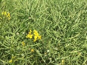 High angle view of yellow flowering plants on field