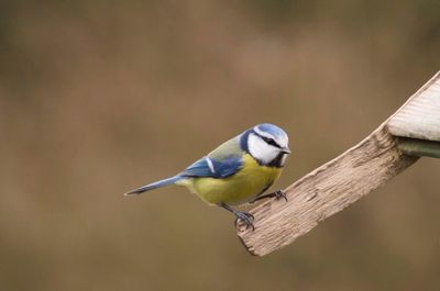 Close-up of bird perching outdoors