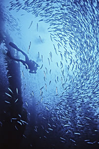 A female diver and mackrel swims in giant kelp near san nicholas is.