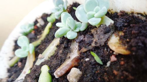 High angle view of small potted plant