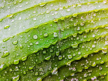 Full frame shot of wet leaves on rainy day