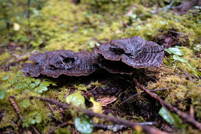 Close-up of mushroom growing on field