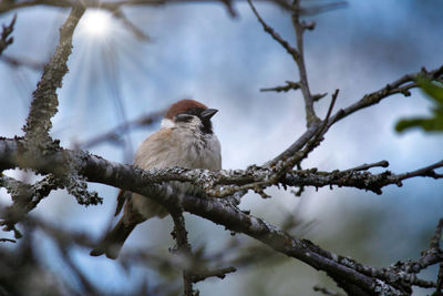 Low angle view of bird perching on branch