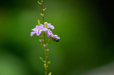 Close-up of purple flowering plant