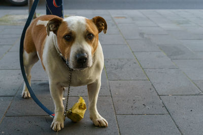 Close-up portrait of dog sitting on sidewalk
