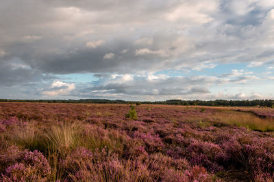 Scenic view of field against cloudy sky