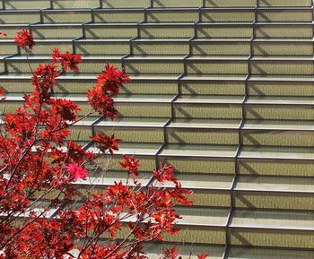 Low angle view of flowers