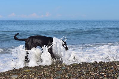 Waves splashing on dog at beach 