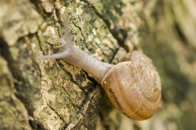 Close-up of snail on tree trunk