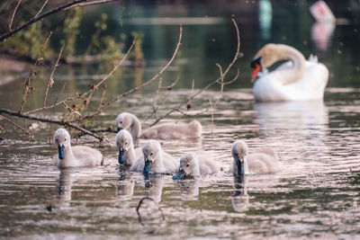 Swans swimming in lake