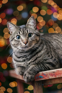 Close-up portrait of cat