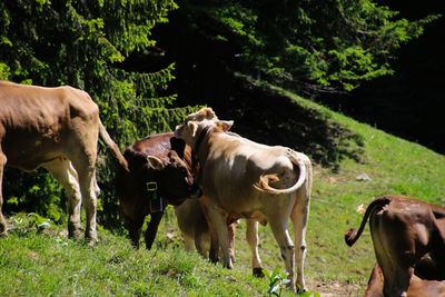 Cows standing in a field