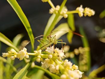 Close-up of insect pollinating on flower