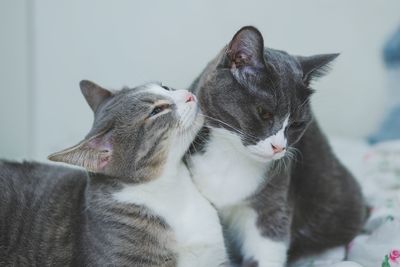 Close-up of cats relaxing at home