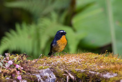 Close-up of bird perching on a field