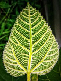 Close-up of fresh green plant