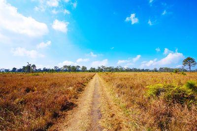 Scenic view of field against blue sky