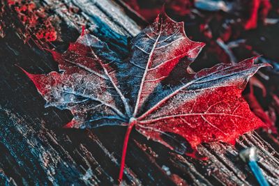 Close-up of raindrops on maple leaves during autumn