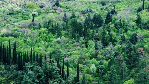 Pine trees in forest