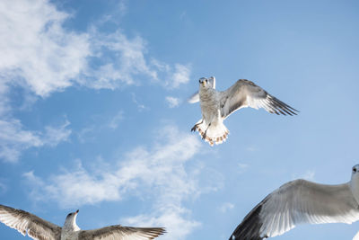 Low angle view of seagull flying against sky