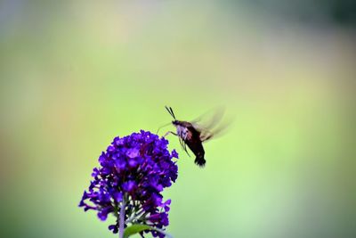 Close-up of bee on purple flower