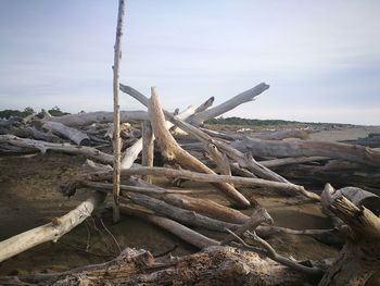 Driftwood on beach against sky