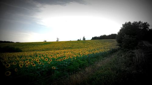 Scenic view of agricultural field against clear sky