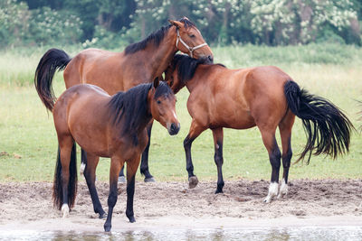 Horses standing in a field