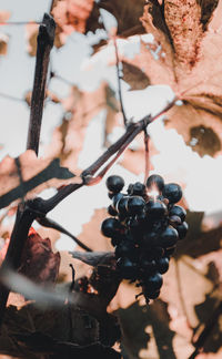 Close-up of berries growing on tree