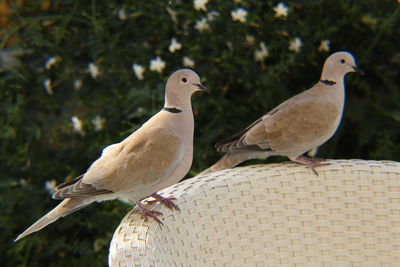 Close-up of birds perching on a chair back