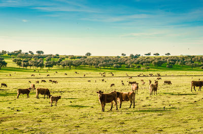 Horses in a field