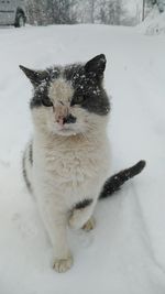 Cat on snow covered land