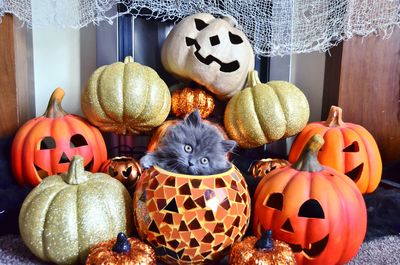Close-up of cat and halloween decorations
